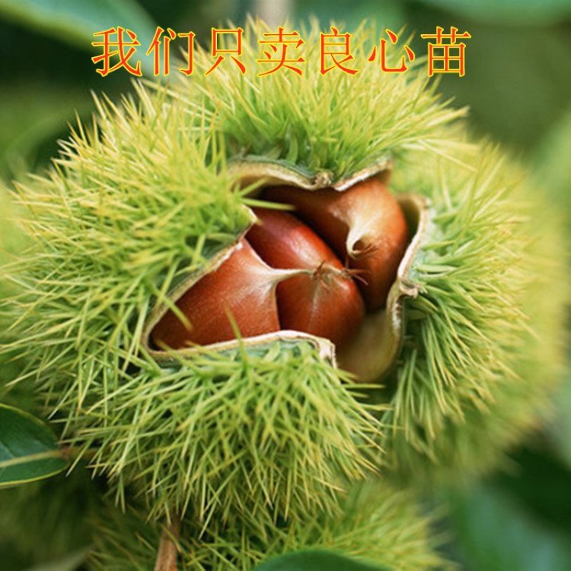 野生毛栗子大板栗嫁接板栗树苗品种板栗苗南北方种植