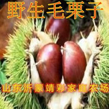 野生毛栗子大板栗嫁接板栗树苗品种板栗苗南北方种植