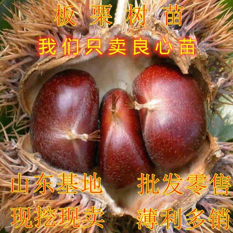野生毛栗子大板栗嫁接板栗树苗品种板栗苗南北方种植