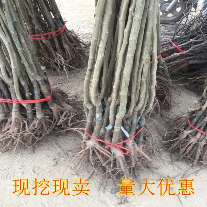 野生毛栗子大板栗嫁接板栗树苗品种板栗苗南北方种植