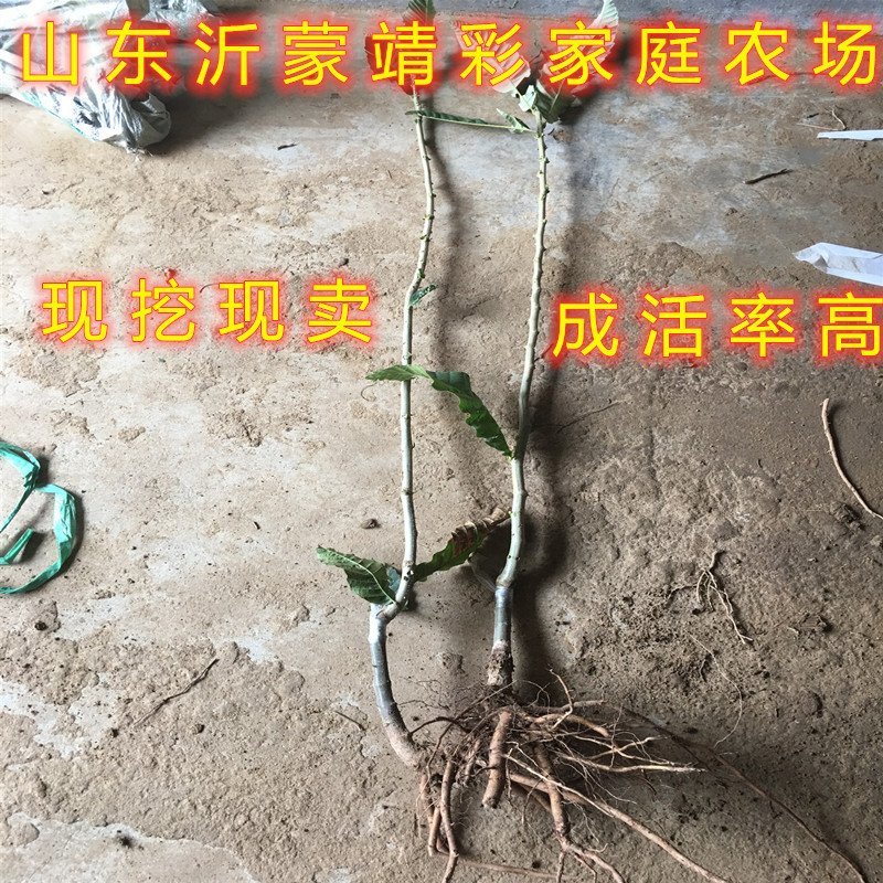野生毛栗子大板栗嫁接板栗树苗品种板栗苗南北方种植