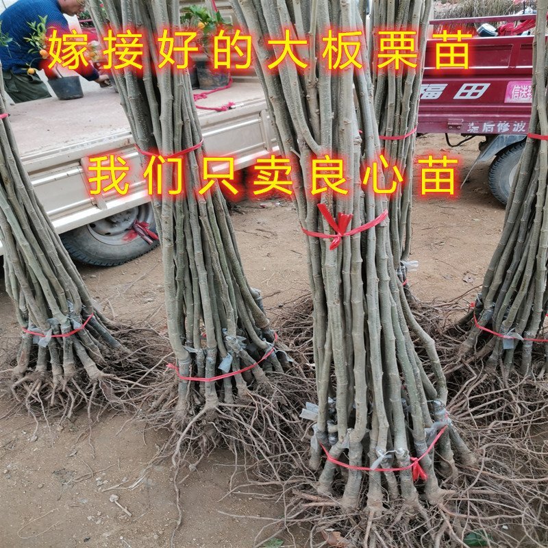 野生毛栗子大板栗嫁接板栗树苗品种板栗苗南北方种植