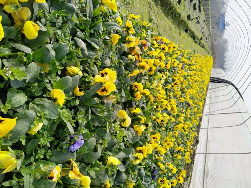 出售三色堇杯苗四川郫县货源基地直销颜色齐全