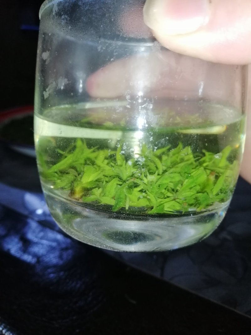 青山绿水苦丁茶