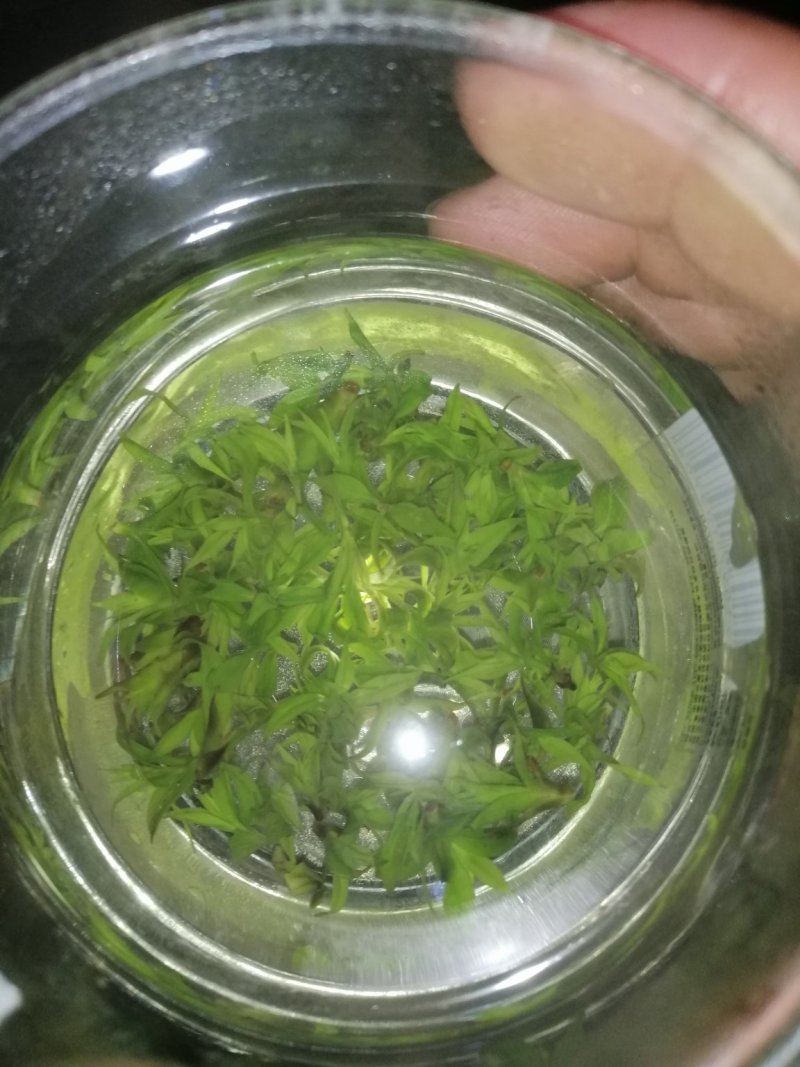 青山绿水苦丁茶