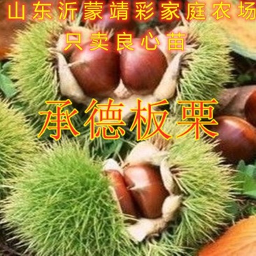 承德板栗苗嫁接大板栗苗南北种植品种板栗苗包品种
