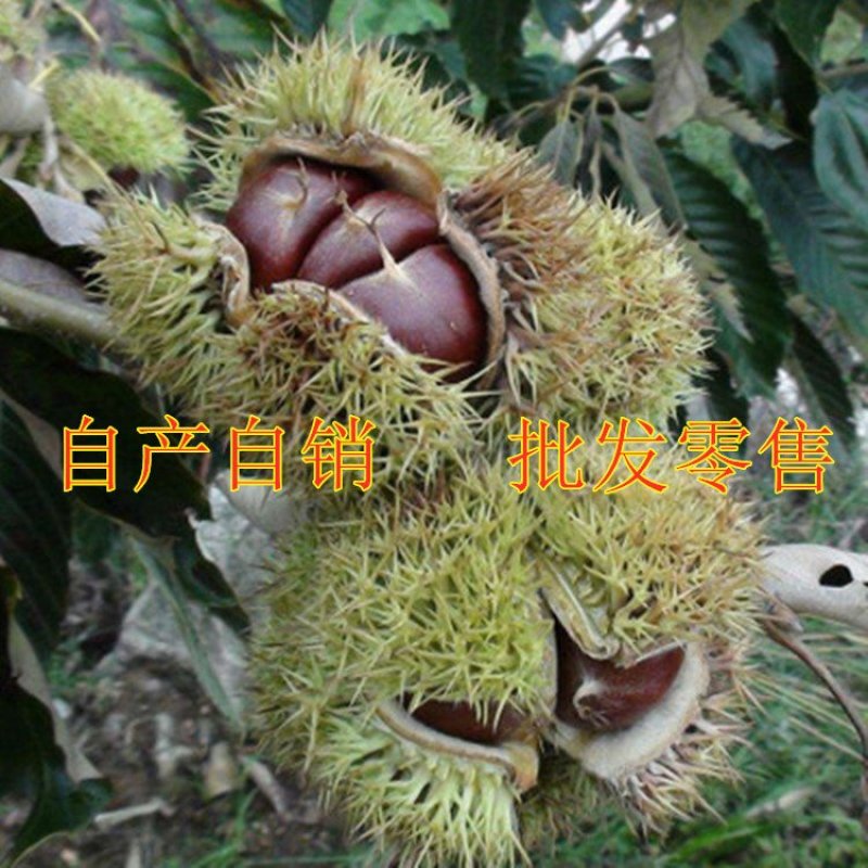 承德板栗苗嫁接大板栗苗南北种植品种板栗苗包品种