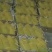 海南金煌芒热卖中只70元一件送到你家