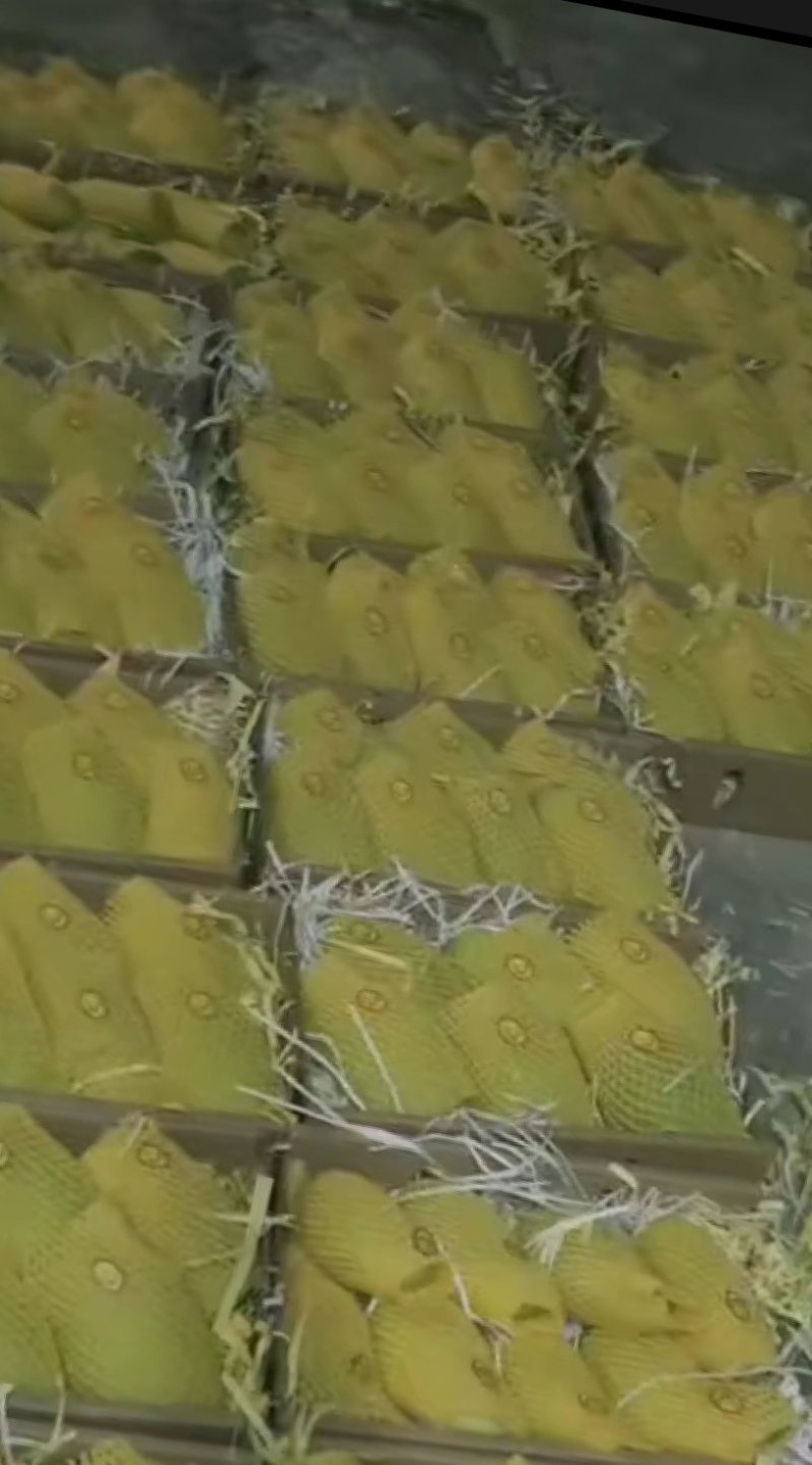 海南金煌芒热卖中只70元一件送到你家