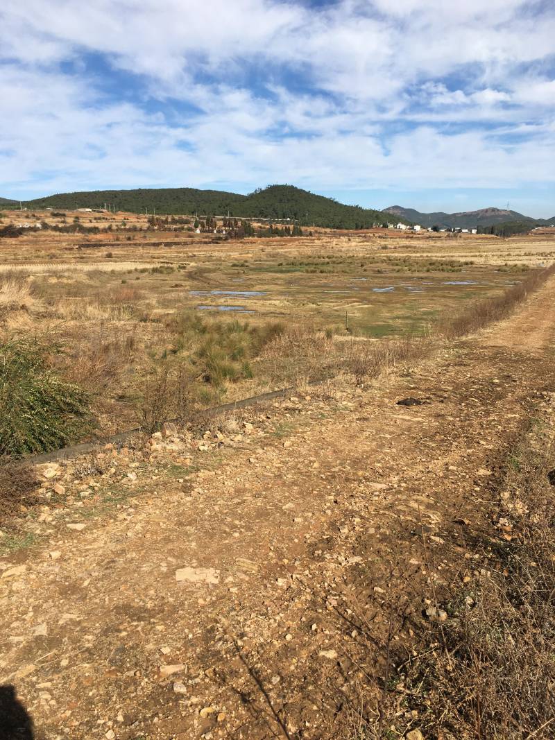 曲靖260亩茭瓜地出租，目前还是田地