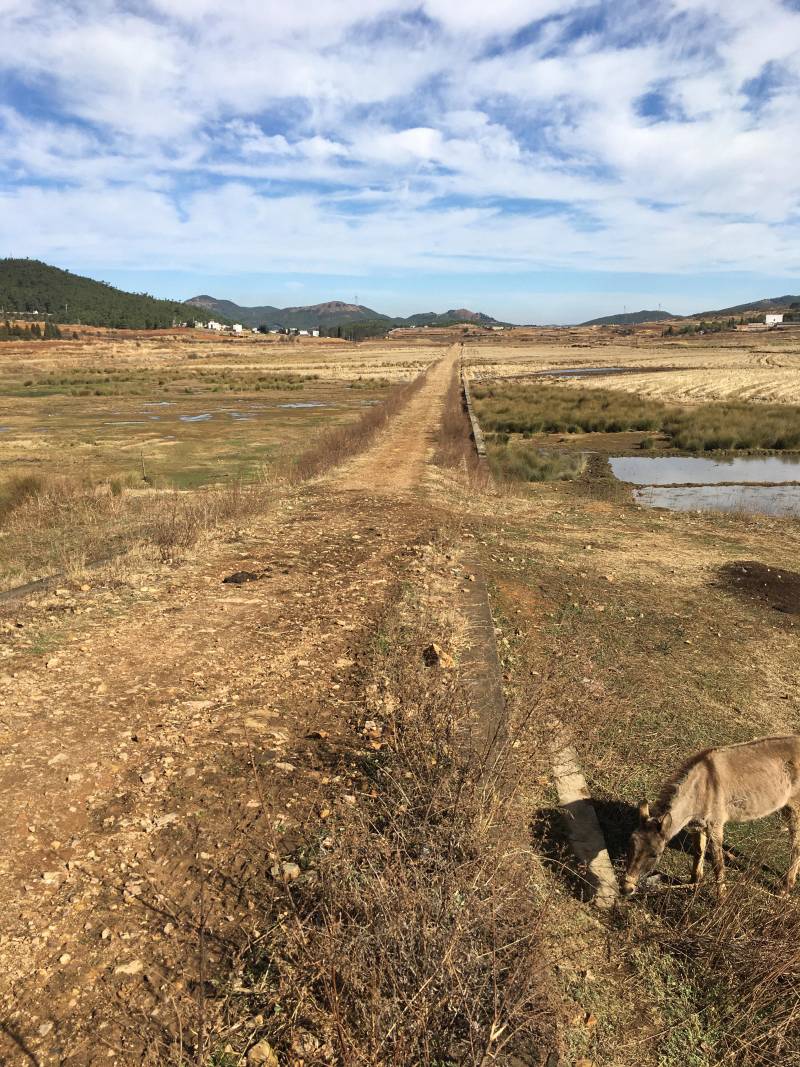 曲靖260亩茭瓜地出租，目前还是田地