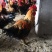 茶花鸡鸡羽漂亮散养