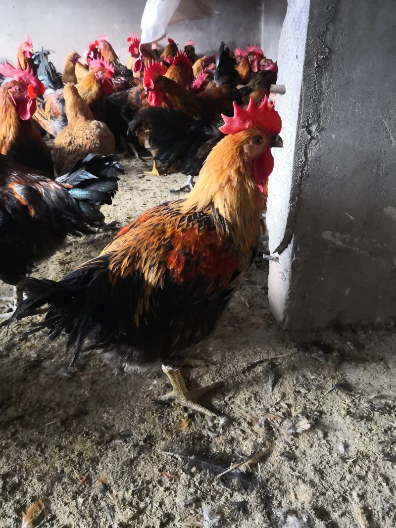 茶花鸡鸡羽漂亮散养