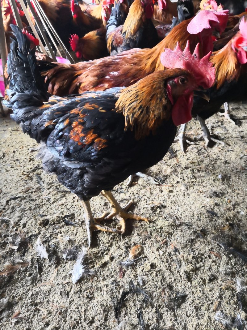 茶花鸡鸡羽漂亮散养