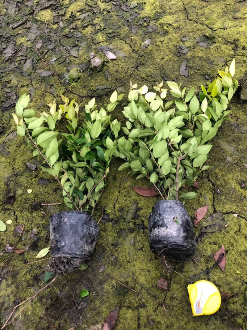 金森女贞苗基地直销绿化工程苗欢迎选购