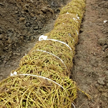 具体价格面议，新繁镇农户大量出售空心菜正在预订中！！！