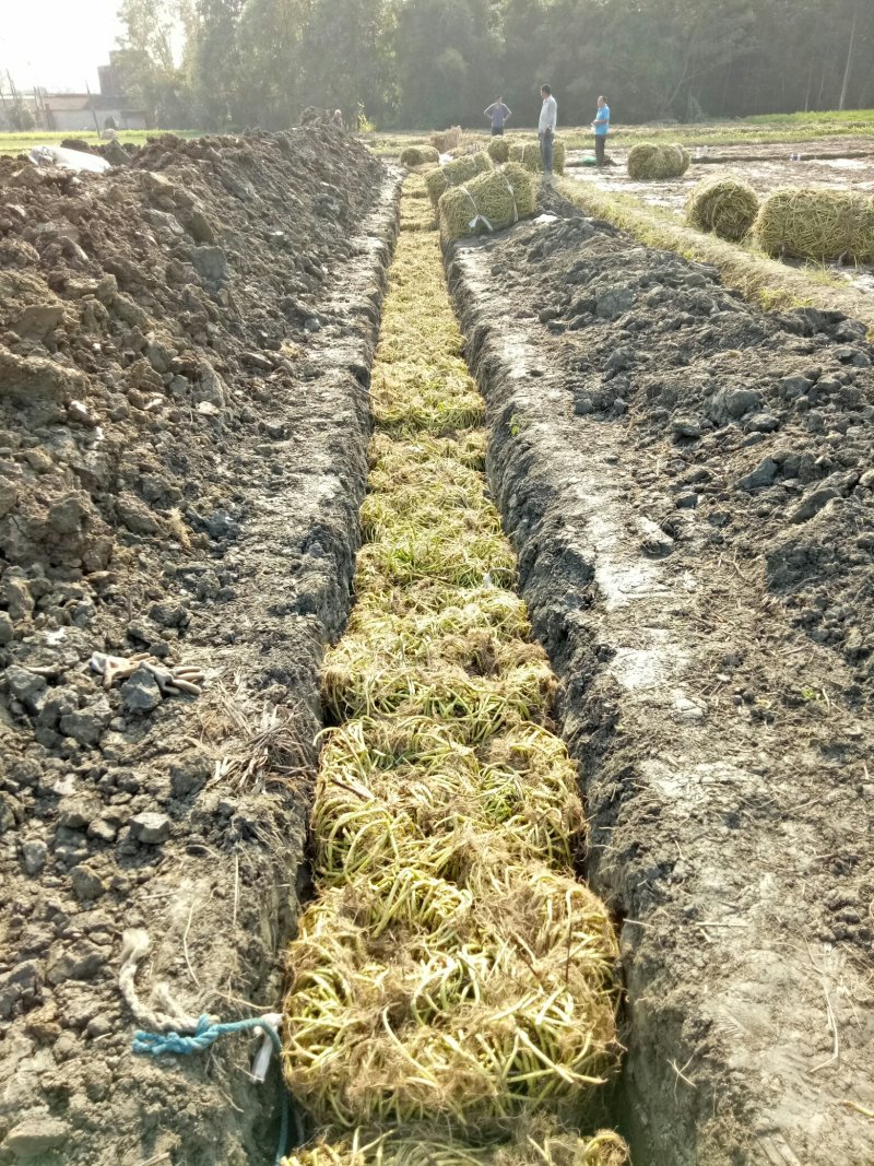 具体价格面议，新繁镇农户大量出售空心菜正在预订中！！！