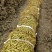 具体价格面议，新繁镇农户大量出售空心菜正在预订中！！！