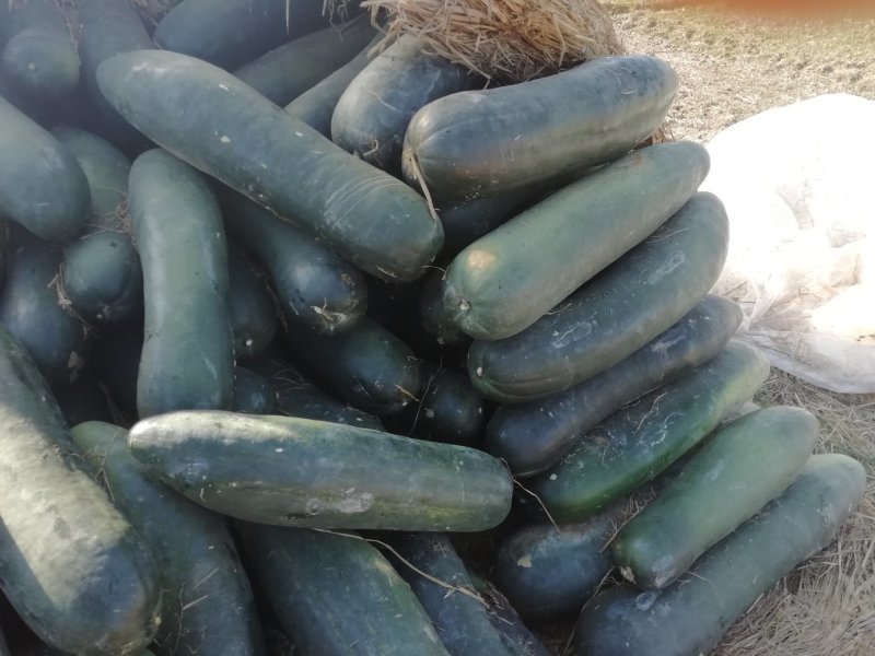 冬瓜