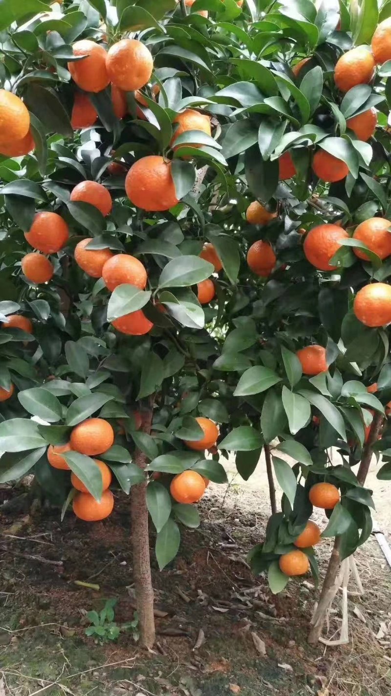 广西桂林沙糖桔