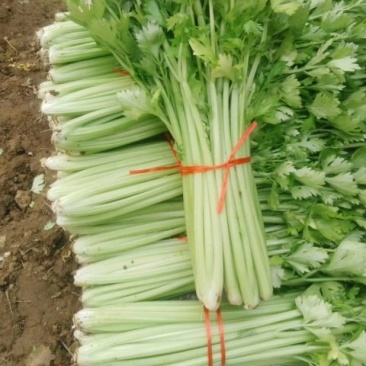 泰安宁阳芹菜，细颗芹菜，，中小颗，捆装3到五斤