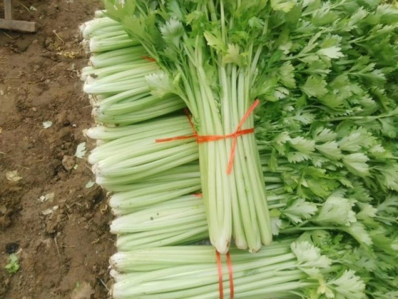 泰安宁阳芹菜，细颗芹菜，，中小颗，捆装3到五斤