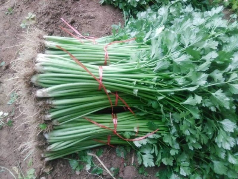 泰安宁阳芹菜，细颗芹菜，，中小颗，捆装3到五斤