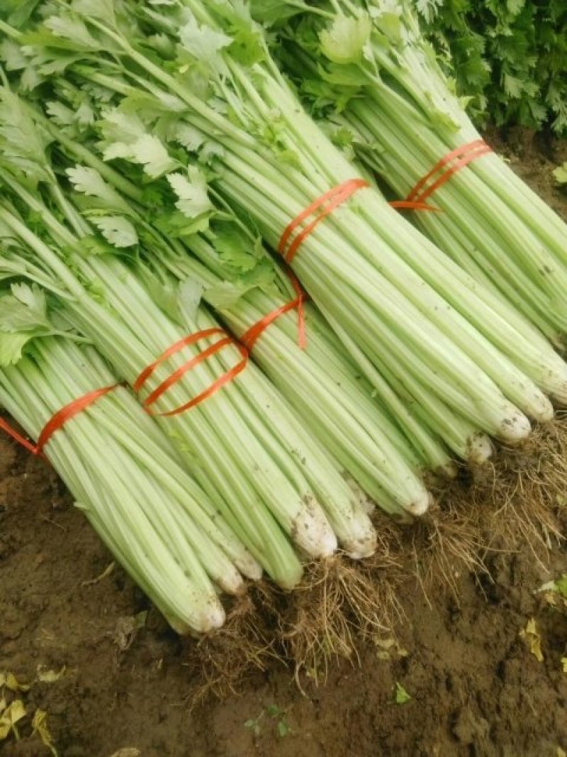 泰安宁阳芹菜，细颗芹菜，，中小颗，捆装3到五斤