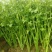 泰安宁阳芹菜，细颗芹菜，，中小颗，捆装3到五斤