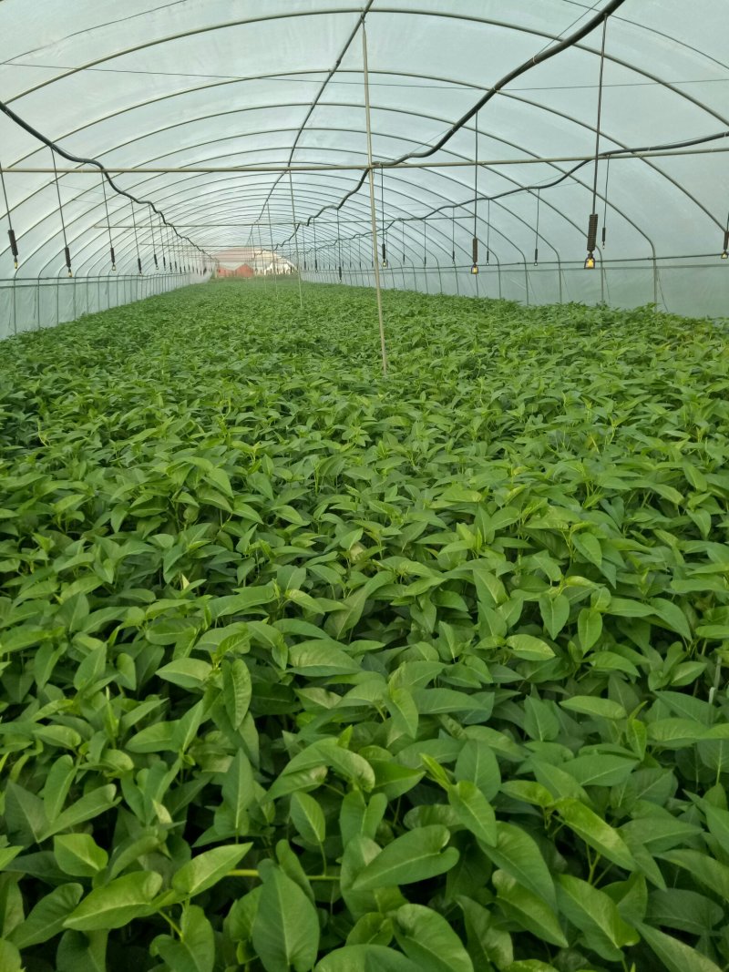 具体价格面议，新繁镇农户大量出售空心菜正在预订中！！！