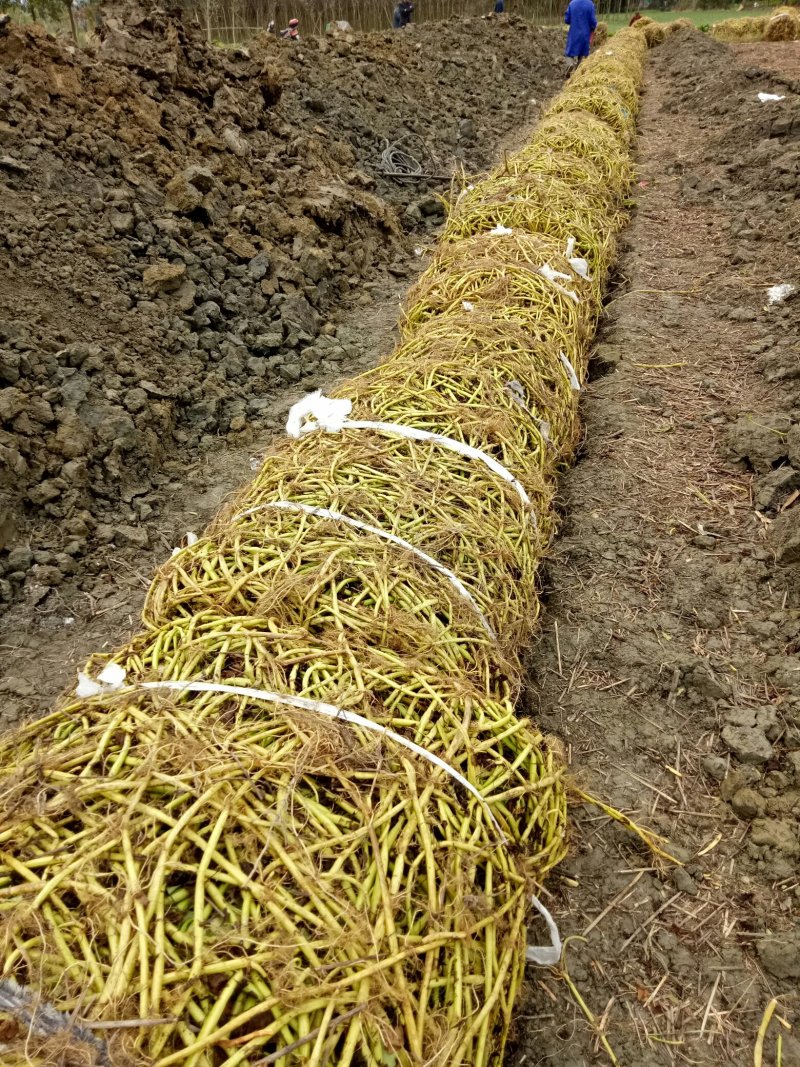 具体价格面议，新繁镇农户大量出售空心菜正在预订中！！！