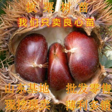板栗苗嫁接板栗树苗南北方种植大板栗苗果树苗