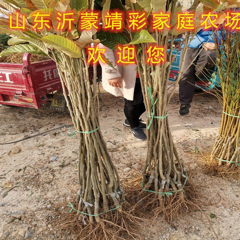 板栗苗嫁接板栗树苗南北方种植大板栗苗果树苗