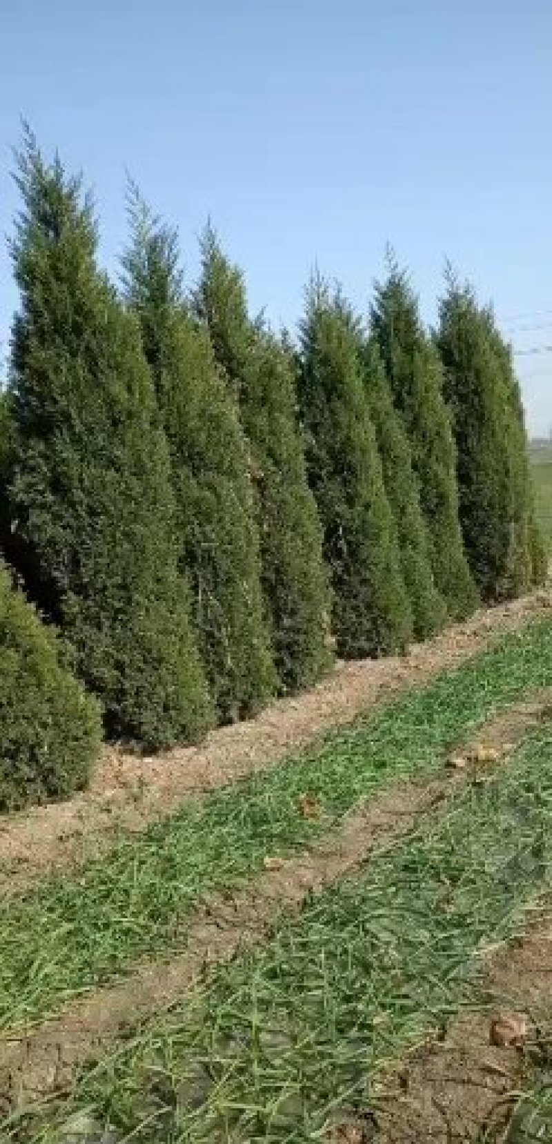 蜀侩苗，圆柏，塔柏苗，嫁接苗绿化工程苗1米，2米3米蜀侩