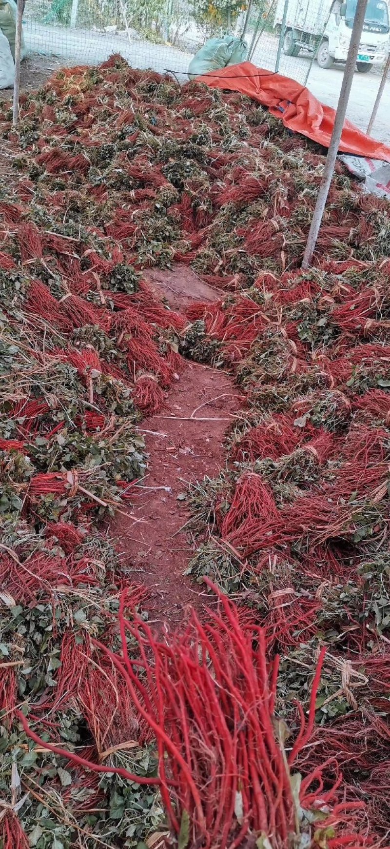 山东航天中药材育苗基地供应优质航天丹参苗