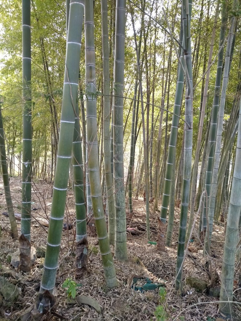 竹