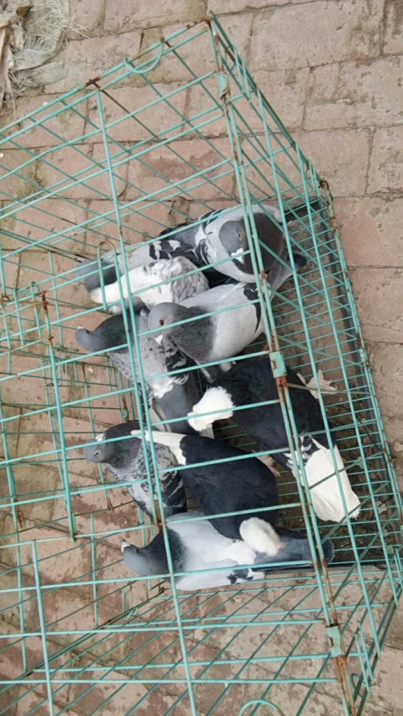 辉艺家禽店