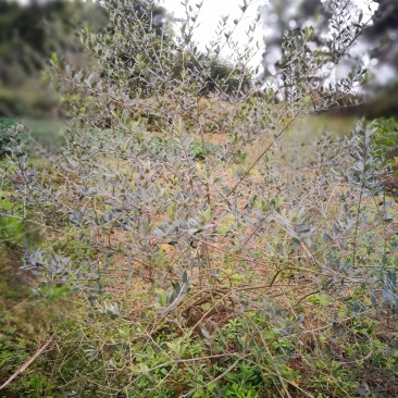 油橄榄