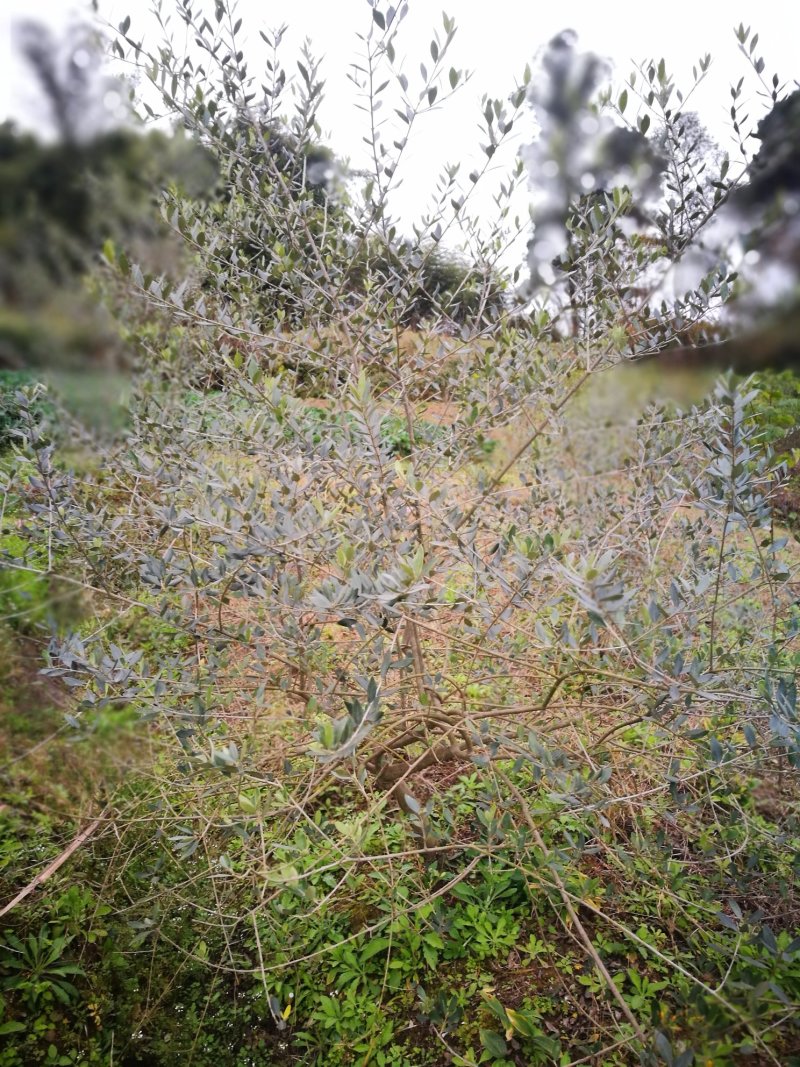 油橄榄