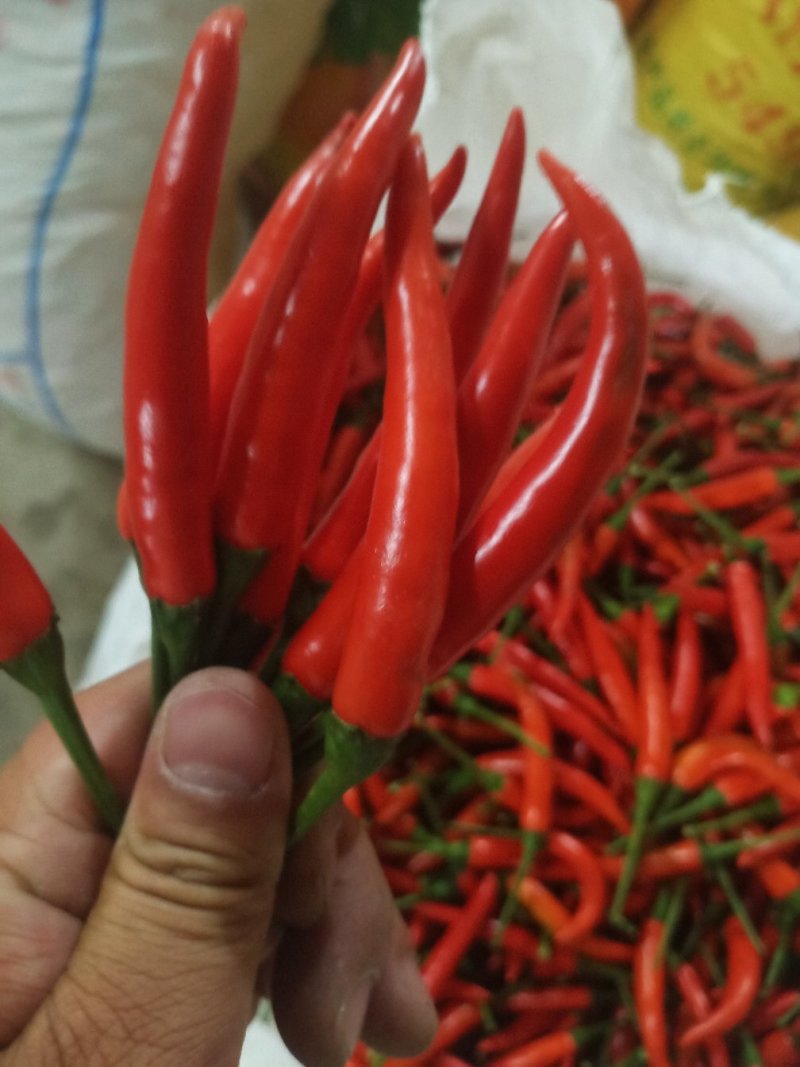 小米辣，5-15厘米，特辣精品红小米