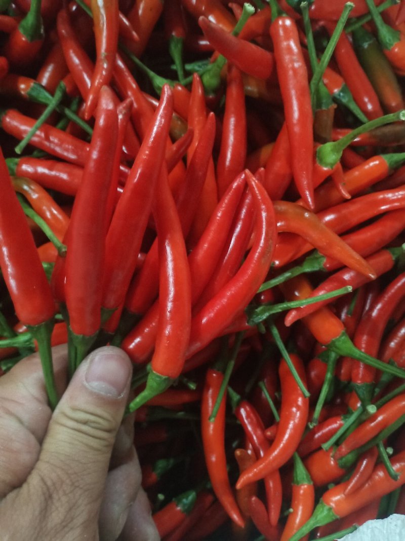 小米辣，5-15厘米，特辣精品红小米