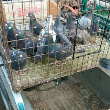 辉艺鸽苑