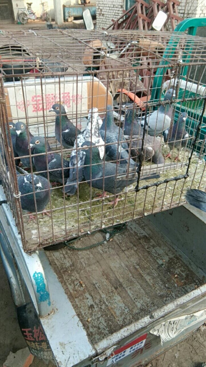 辉艺鸽苑