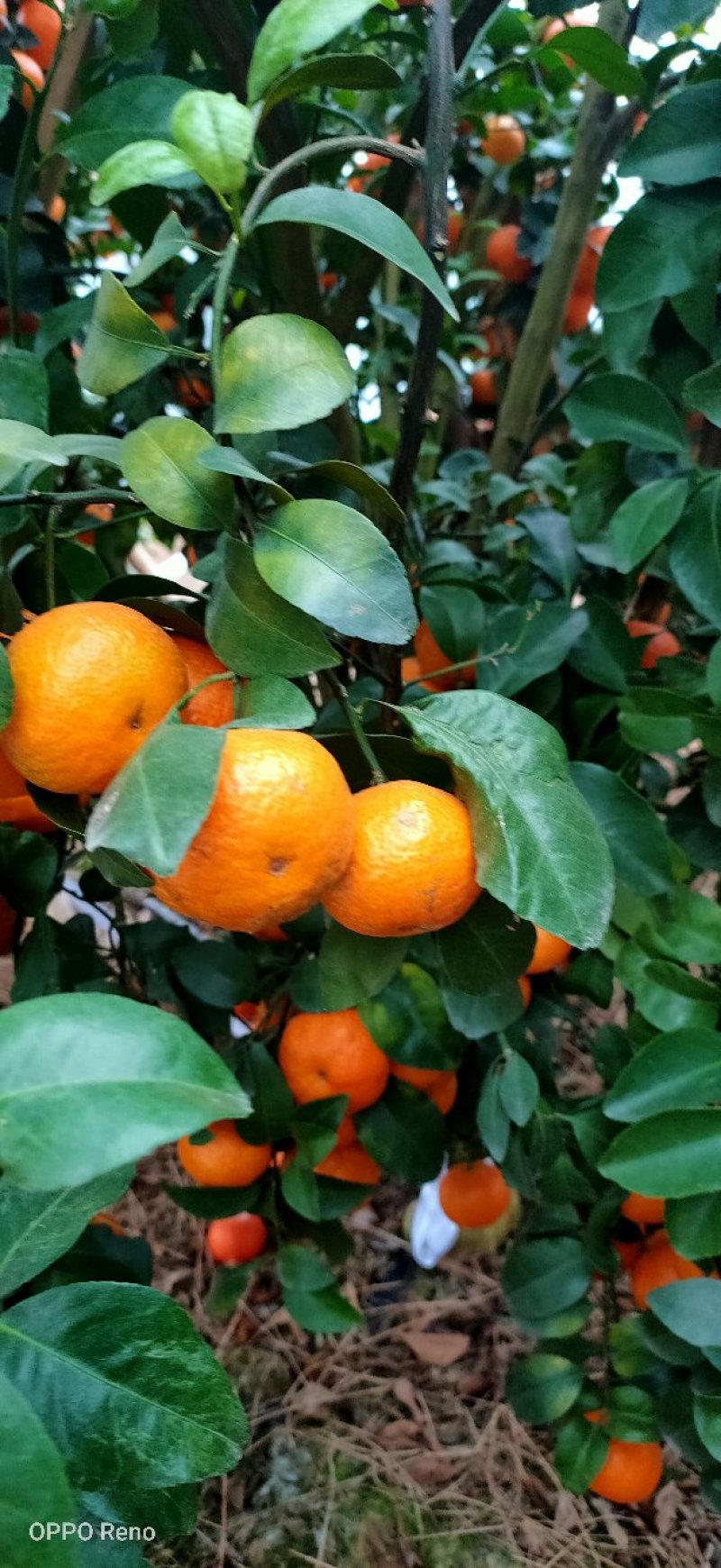砂糖桔