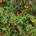 砂糖桔