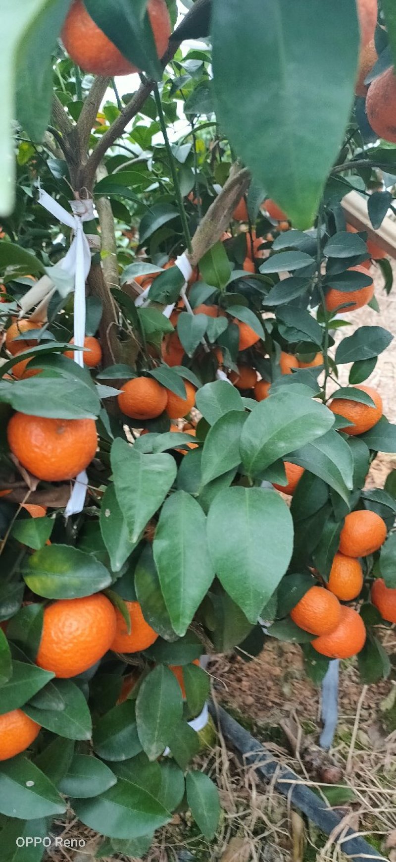 砂糖桔