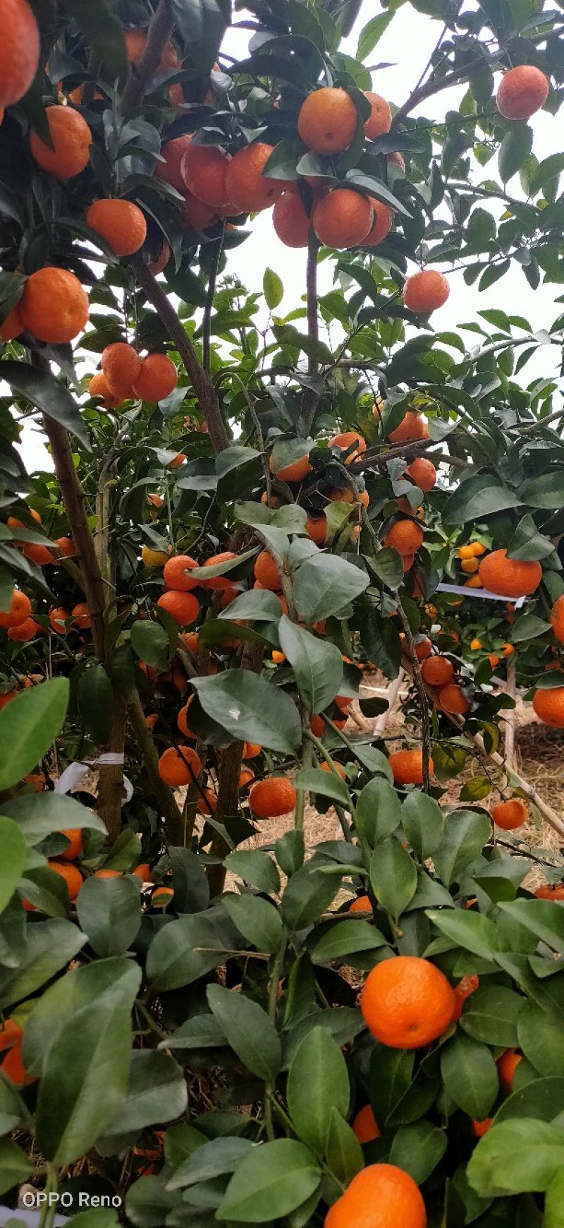 砂糖桔