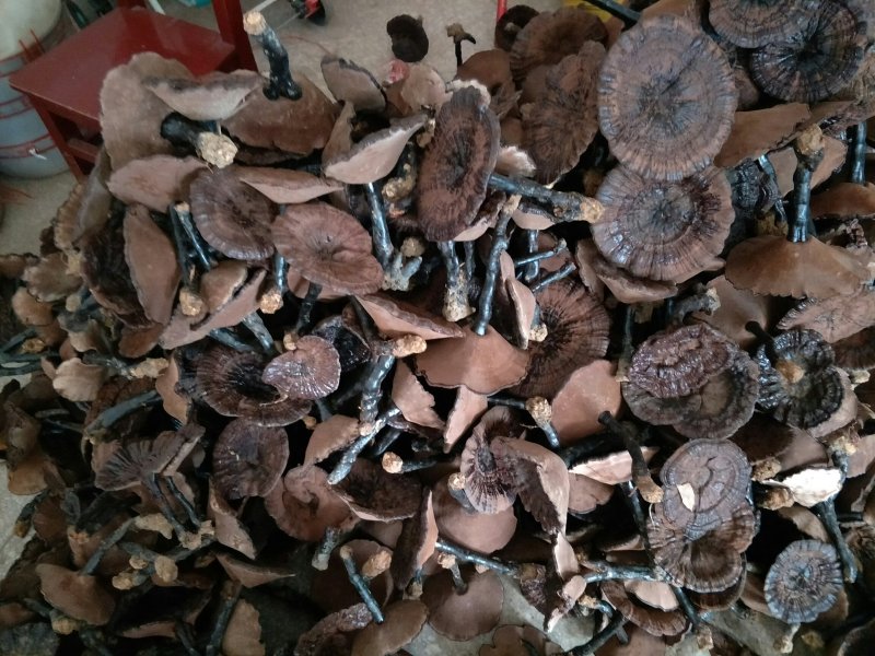 桂林龙燕菌业紫灵芝菌种批发。。。。。。。。