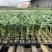 西红柿苗番茄苗粉果抗死棵口感好越冬早春产量高早熟亮粉