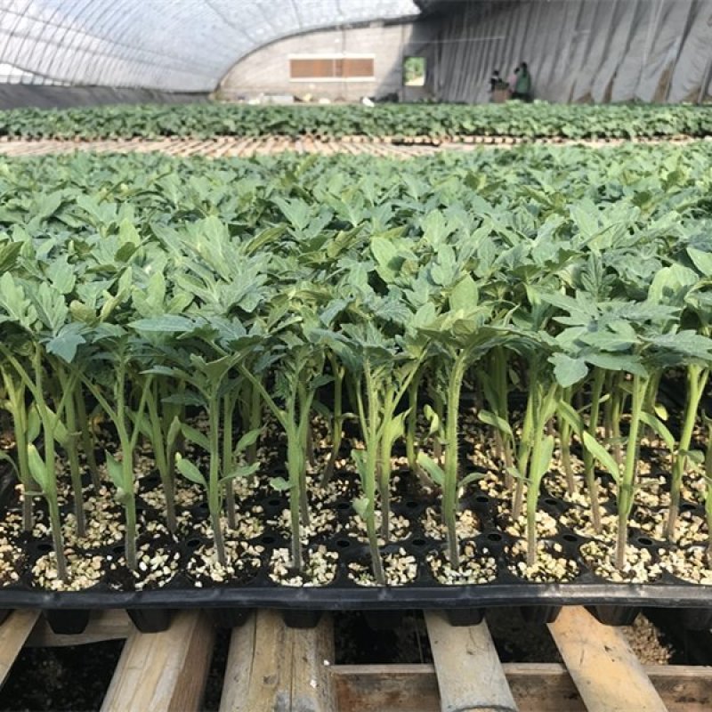 西红柿苗番茄苗粉果抗死棵口感好越冬早春产量高早熟亮粉